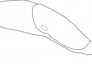 Coloriage Limace Coloriage Limace   Imprimer