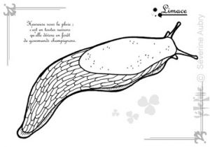 Coloriage Limace Coloriage Limace