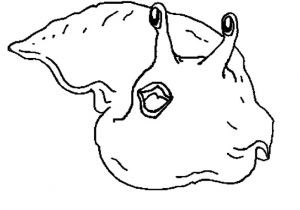 Coloriage Limace Coloriages Des Dr´les De Petites Bªtes Grace La Limace