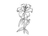 Coloriage Lolirock à Imprimer Bouquet De Fleurs 59 Nature – Coloriages   Imprimer