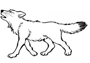 Coloriage Louveteau Coloriage Louveteau