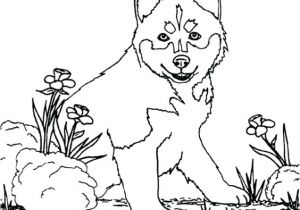 Coloriage Louveteau Coloriage Paclican A Imprimer Gratuit Coloriage Loup Et Louveteaux