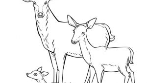 Coloriage Magique Biche Dessin   Colorier Cerf Biche Et Faon En Famille