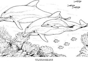 Coloriage Magique orque Coloriage orque Et Dauphin