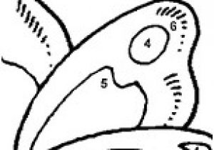 Coloriage Magique Sanglier Coloriage Sanglier En Ligne Gratuit Imprimer Coloriage Magique Sanglier Coloriage Sanglier En Ligne Gratuit Imprimer