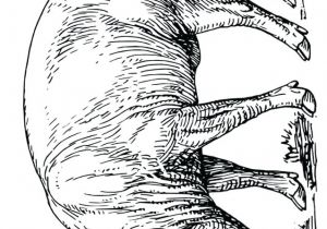 Coloriage Magique Sanglier Dessin A Colorier Chasseur Sanglier Coloriage Sanglier Imprimer Coloriage Magique Sanglier Dessin A Colorier Chasseur Sanglier Coloriage Sanglier Imprimer