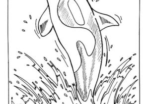 Coloriage Mandala orque Killer Whale Coloring Page Nice Coloring Sheet Of Sea World More Coloriage Mandala orque Killer Whale Coloring Page Nice Coloring Sheet Of Sea World More