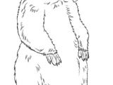 Coloriage Marmotte A Imprimer Coloriage Marmotte Debout
