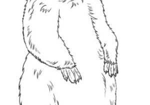 Coloriage Marmotte A Imprimer Coloriage Marmotte Debout