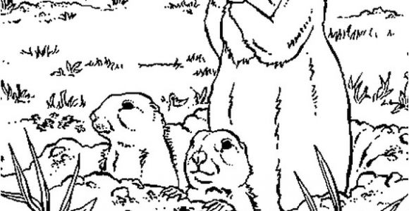 Coloriage Marmotte A Imprimer Coloriage Marmottes En Ligne Gratuit   Imprimer