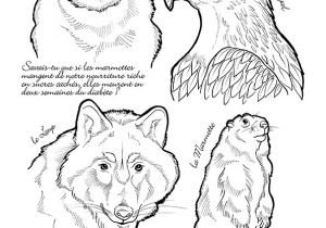 Coloriage Marmotte Montagne Dessin   Colorier Sur Les Animaux De La Montagne