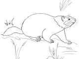 Coloriage Marmotte Qui Dort Coloriage Marmotte Qui Marche
