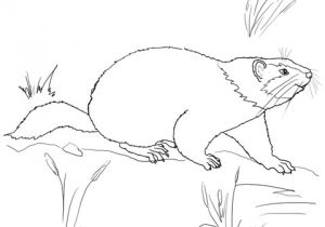 Coloriage Marmotte Qui Dort Coloriage Marmotte Qui Marche
