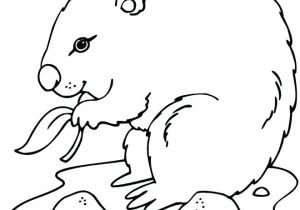 Coloriage Marmotte Rigolote Dessin De Coloriage Marmotte A Imprimer Cp Magique Gratuit