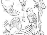 Coloriage Mort Vivant 110 Best Coloriages D Oiseaux Images On Pinterest