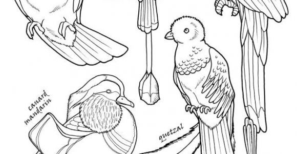 Coloriage Mort Vivant 110 Best Coloriages D Oiseaux Images On Pinterest