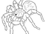 Coloriage Mygale Coloriage Araignée Meilleur Idées Coloriage Mygale De Leblond Araign