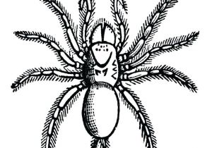 Coloriage Mygale Coloriage Mygale A Imprimer Gratuit Dessin Iguane