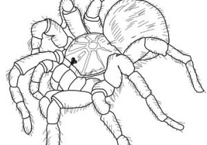 Coloriage Mygale Coloriage Mygale De Leblond Araignée Goliath