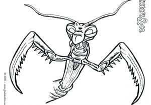 Coloriage Mygale Coloriage Mygale Dessin De Chateau A Frelon Imprimer Mante