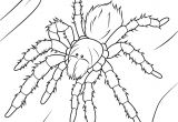 Coloriage Mygale Coloriage Mygale Rose Du Chili