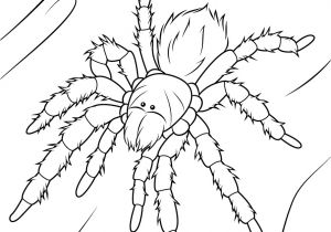 Coloriage Mygale Coloriage Mygale Rose Du Chili Coloriage Mygale Coloriage Mygale Rose Du Chili