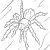 Coloriage Mygale Coloriage Mygale Rose Du Chili