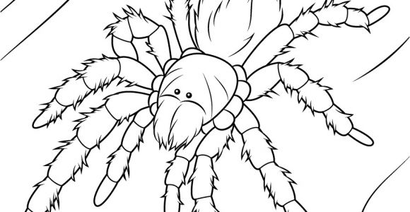Coloriage Mygale Coloriage Mygale Rose Du Chili