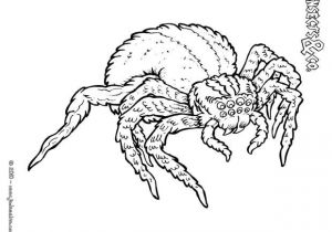 Coloriage Mygale Colorie Cette Monstrueuse Mygale Avec Les Couleurs Qui Te Plaisent