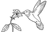 Coloriage Oiseaux A Imprimer Gratuit Coloriage Oiseau Exotique