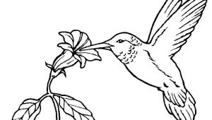 Coloriage Oiseaux A Imprimer Gratuit Coloriage Oiseau Exotique
