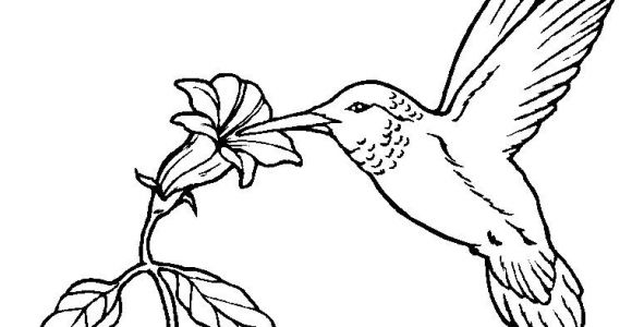 Coloriage Oiseaux A Imprimer Gratuit Coloriage Oiseau Exotique