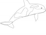 Coloriage orque Epaulard Coloriage orque – Mobilorszagfo