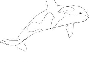 Coloriage orque Epaulard Coloriage orque – Mobilorszagfo