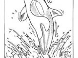 Coloriage orque Et Baleine 68 Best Coloriages Animaux Marins Images On Pinterest