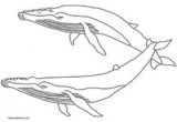 Coloriage orque Et Baleine 68 Best Coloriages Animaux Marins Images On Pinterest