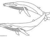 Coloriage orque Et Baleine 68 Best Coloriages Animaux Marins Images On Pinterest