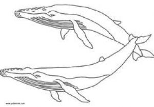 Coloriage orque Et Baleine 68 Best Coloriages Animaux Marins Images On Pinterest
