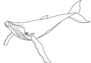 Coloriage orque Et Baleine Coloriage Baleine   Bosse A Imprimer Gratuit
