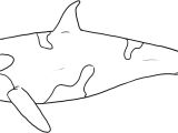 Coloriage orque Et Baleine Coloriage orque Epaulard – Didacticaaplicatafo
