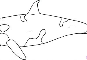 Coloriage orque Et Baleine Coloriage orque Epaulard – Didacticaaplicatafo