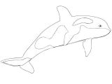 Coloriage orque Et Baleine Coloriage orque Imprimer Coloriage orque En Ligne – Mobilorszagfo