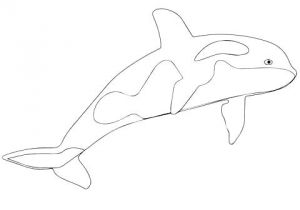 Coloriage orque Et Baleine Coloriage orque Imprimer Coloriage orque En Ligne – Mobilorszagfo