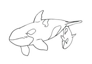 Coloriage orque Willy Coloriage orque S D Coloriage Bebe orques D – Sureshothockeyschool