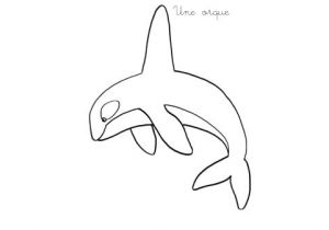 Coloriage orque Willy Coloriage orque Willy Coloriage A Imprimer Une orque – Madactionfo