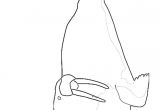 Coloriage orque Willy Coloriage orque Willy Coloriage De orque Morse Imprimer