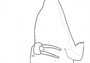 Coloriage orque Willy Coloriage orque Willy Coloriage De orque Morse Imprimer