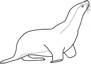 Coloriage Otarie à Imprimer 106 Dessins De Coloriage Phoque à Imprimer