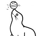 Coloriage Otarie à Imprimer Coloriage Phoque à Imprimer Gratuitement