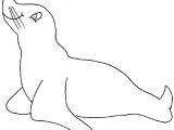 Coloriage Otarie à Imprimer Coloriage Phoque Gratuit à Imprimer